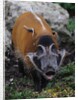 Red River Hog by Anonymous