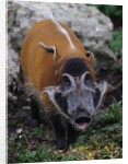 Red River Hog by Anonymous