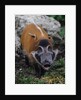 Red River Hog by Anonymous