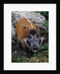 Red River Hog by Anonymous