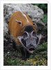 Red River Hog by Anonymous