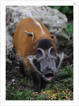 Red River Hog by Anonymous