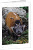 Red River Hog by Anonymous