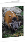 Red River Hog by Anonymous
