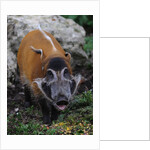 Red River Hog by Anonymous