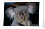 Koala Bear by Anonymous
