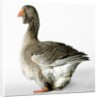 Toulouse Gander by Anonymous
