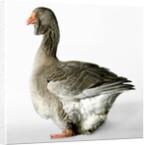 Toulouse Gander by Anonymous