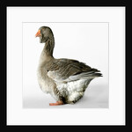 Toulouse Gander by Anonymous