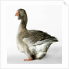 Toulouse Gander by Anonymous