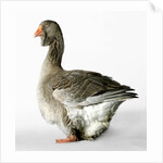 Toulouse Gander by Anonymous
