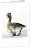 Toulouse Gander by Anonymous