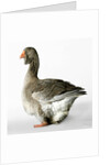 Toulouse Gander by Anonymous