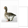 Toulouse Gander by Anonymous