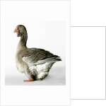 Toulouse Gander by Anonymous