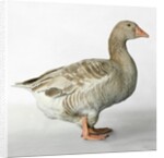 American Buff Goose by Anonymous