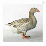 American Buff Goose by Anonymous