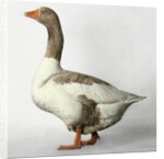 Pomeranian Goose by Anonymous