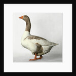 Pomeranian Goose by Anonymous