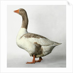 Pomeranian Goose by Anonymous