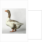 Pomeranian Goose by Anonymous