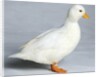 Call Duck by Anonymous