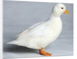 Call Duck by Anonymous