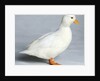 Call Duck by Anonymous