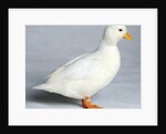 Call Duck by Anonymous
