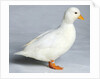 Call Duck by Anonymous