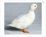 Call Duck by Anonymous