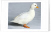 Call Duck by Anonymous