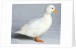 Call Duck by Anonymous