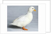 Call Duck by Anonymous