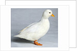Call Duck by Anonymous