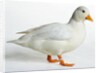 Call Duck by Anonymous