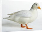 Call Duck by Anonymous