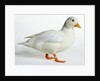 Call Duck by Anonymous
