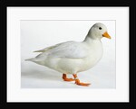 Call Duck by Anonymous