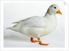 Call Duck by Anonymous