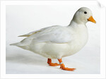 Call Duck by Anonymous