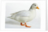 Call Duck by Anonymous
