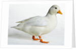 Call Duck by Anonymous