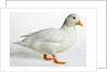 Call Duck by Anonymous