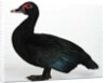 Muscovy Duck by Anonymous
