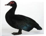Muscovy Duck by Anonymous