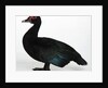 Muscovy Duck by Anonymous