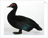 Muscovy Duck by Anonymous
