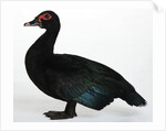 Muscovy Duck by Anonymous