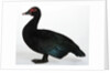 Muscovy Duck by Anonymous
